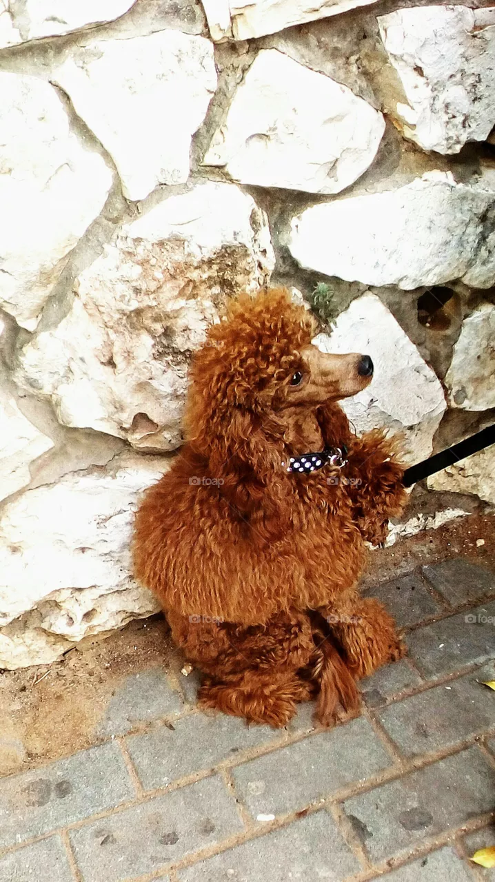 Fun animals in our daily life