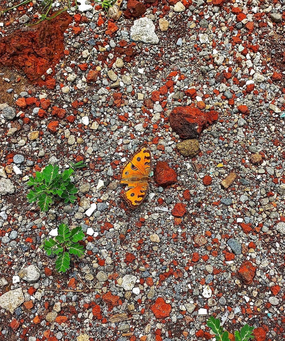 Beautiful butterflies perched on the sand