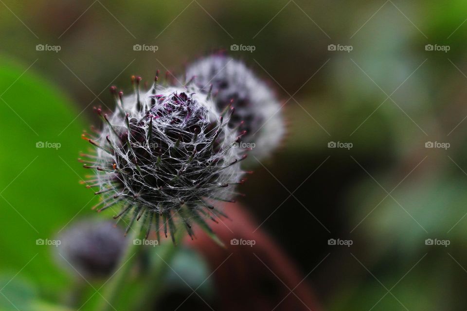 Wild bur tangled in spider web