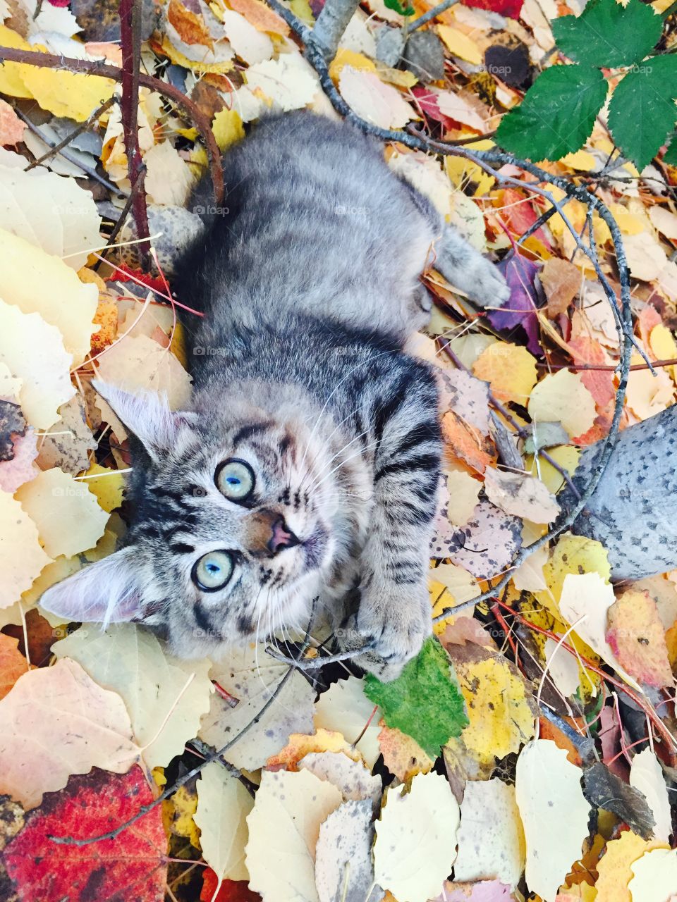 Kitty in fall