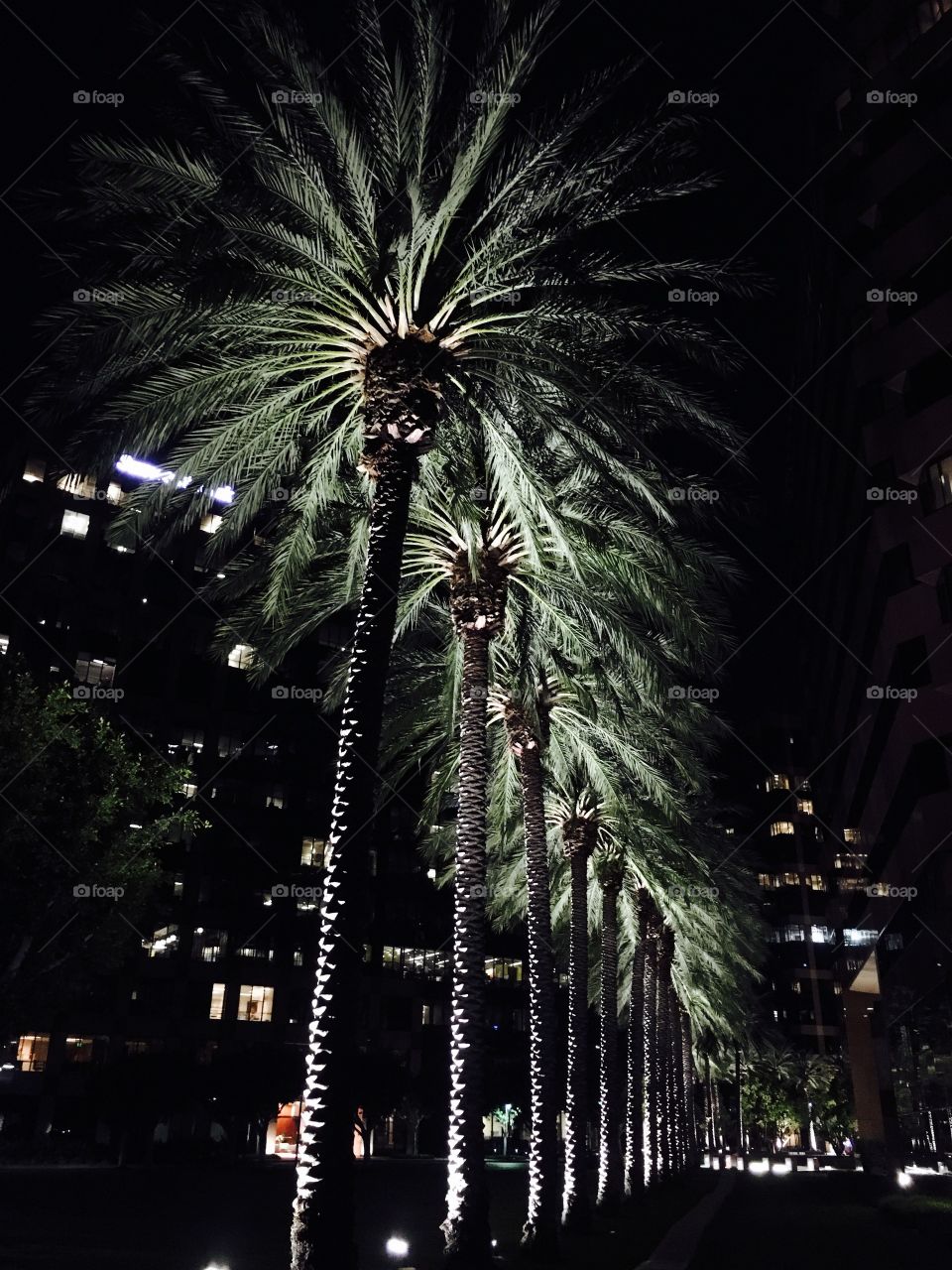 California palms at night