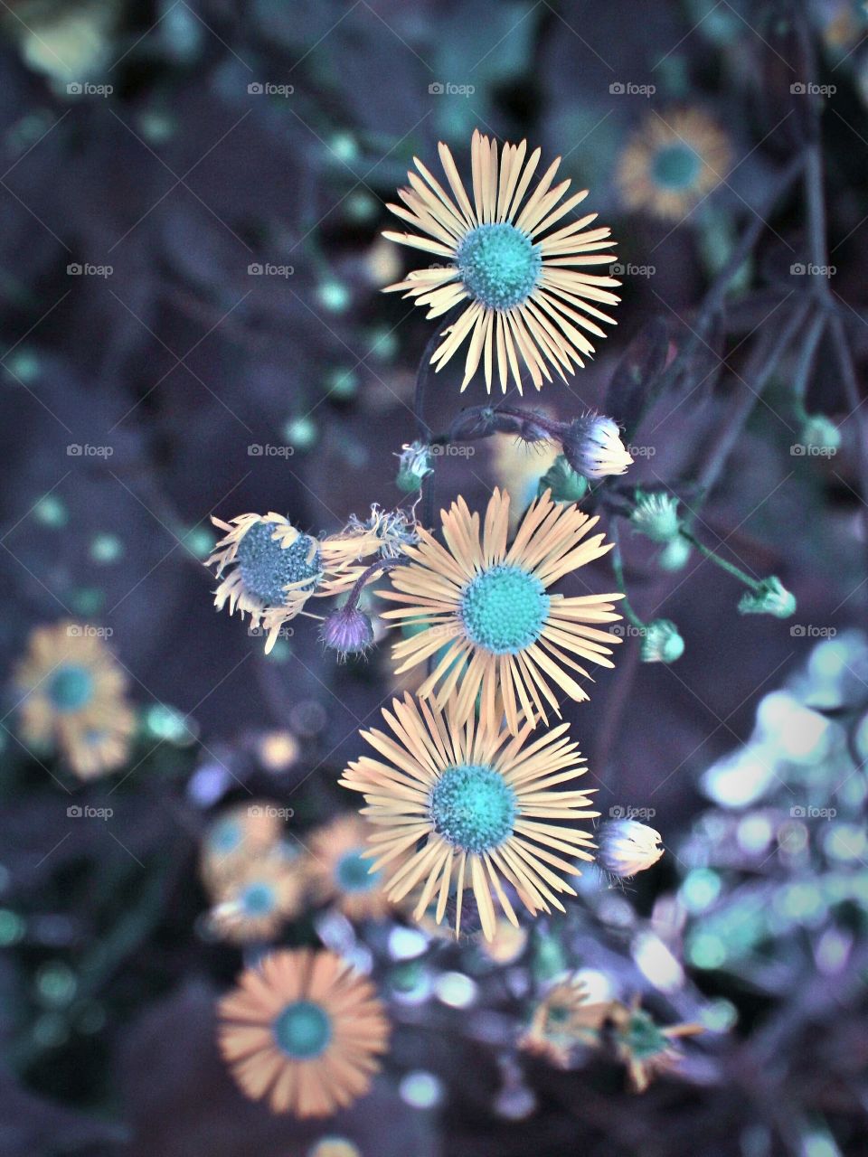 flowers in blue