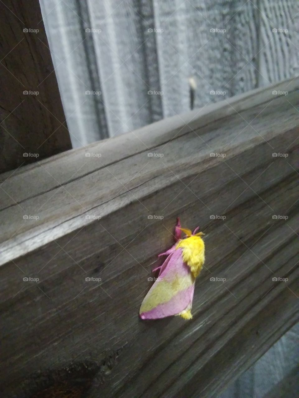 purple & yellow moth