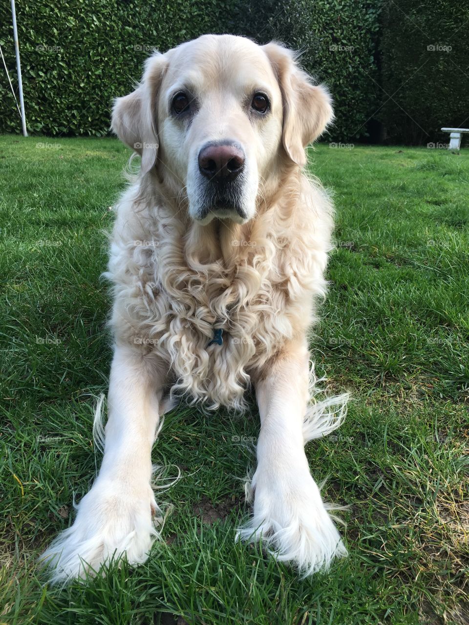 Dog, Pet, Canine, Animal, Mammal