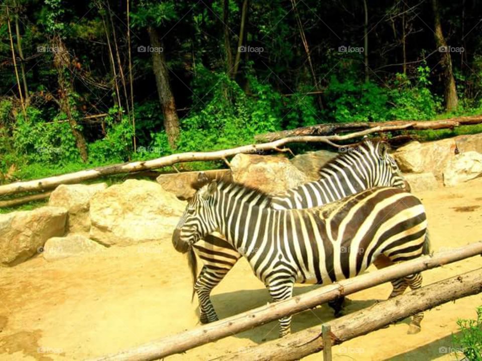 zebras crossing 😁 at Everland Seoul - Safari World