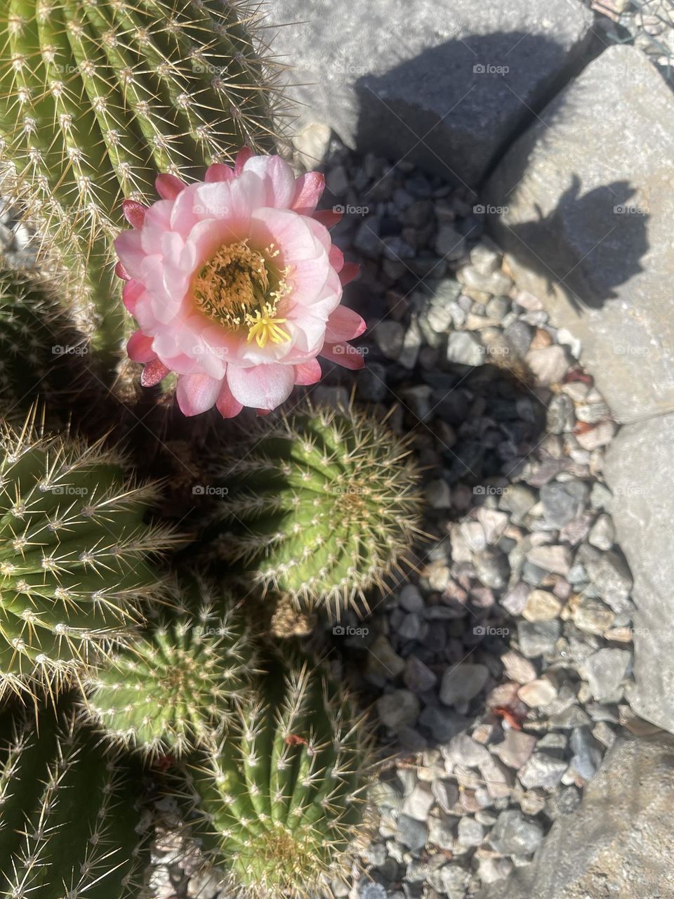 Beautiful cactus blossom