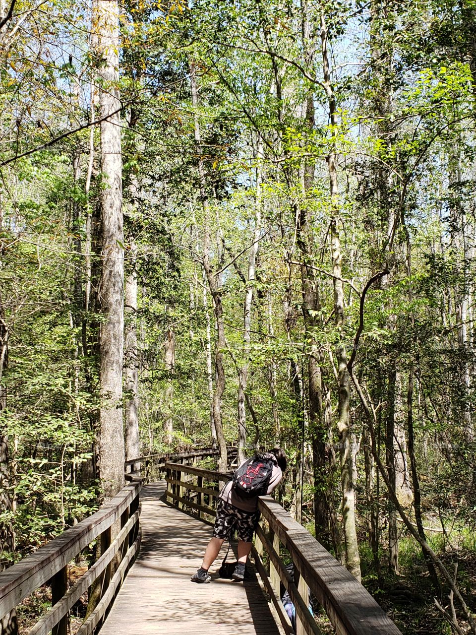 Congaree forest
