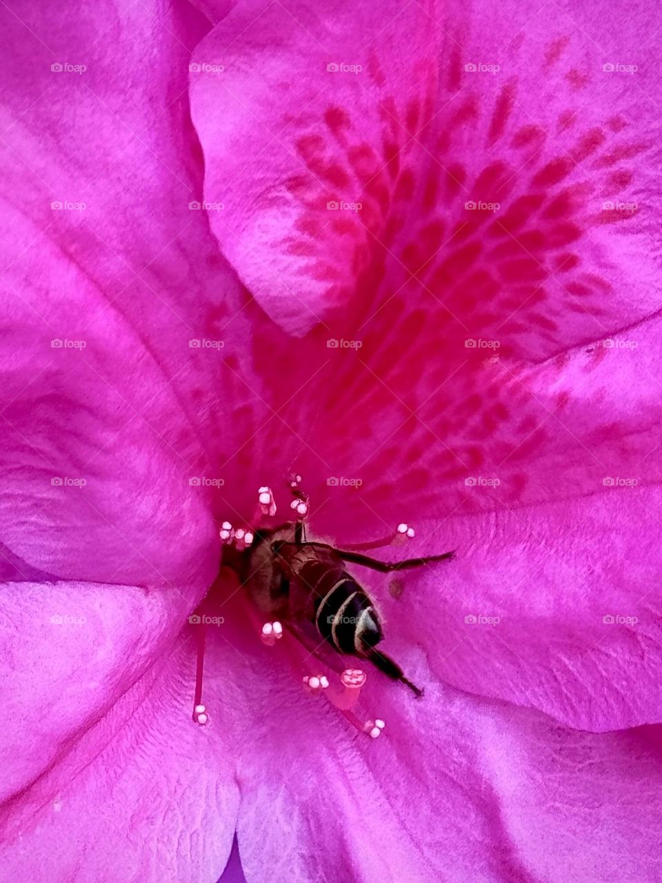 Busy bee