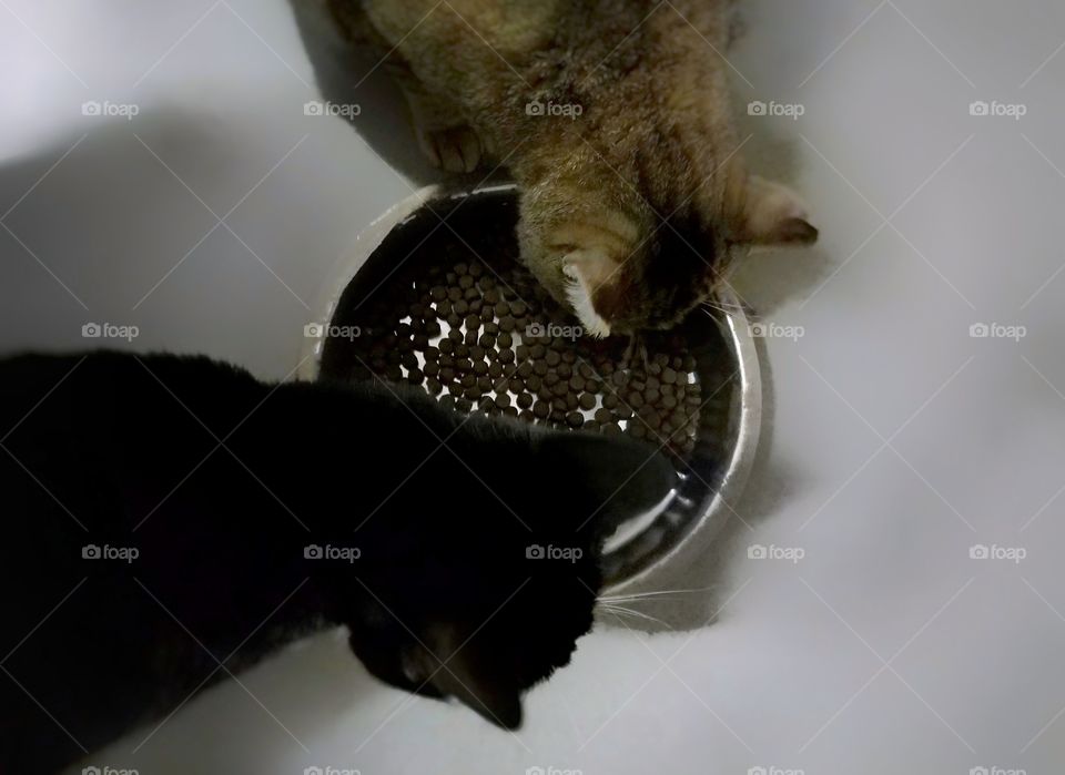 Tabby and Black Cat Eating From a Dish