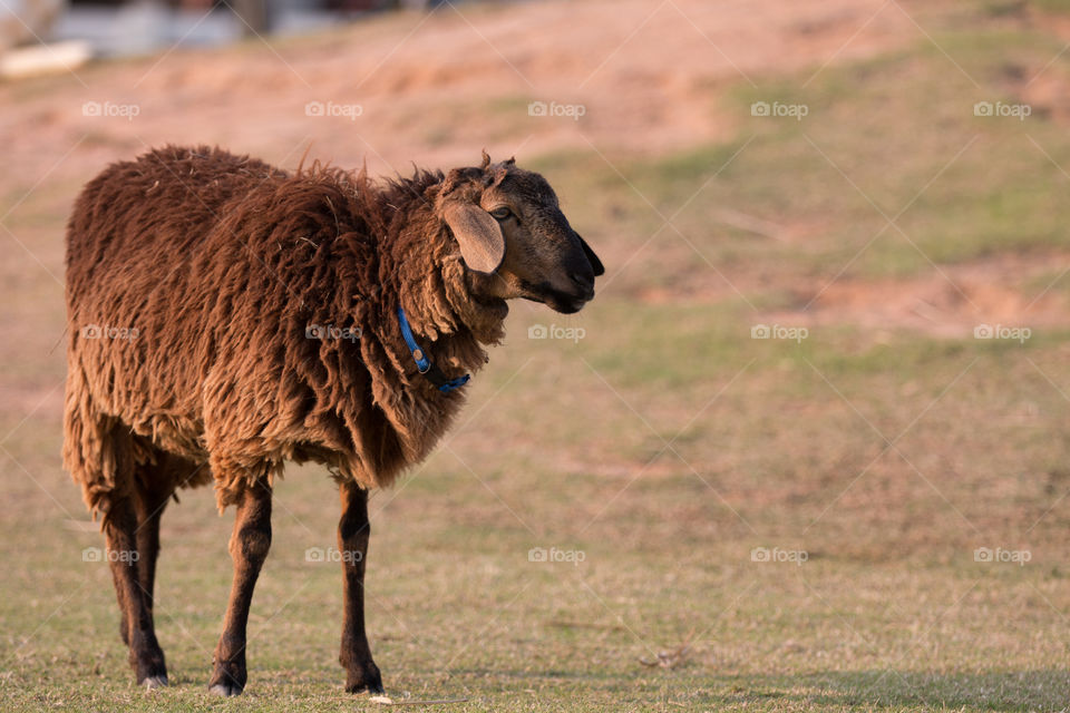 Mammal, No Person, Grass, Wildlife, Animal