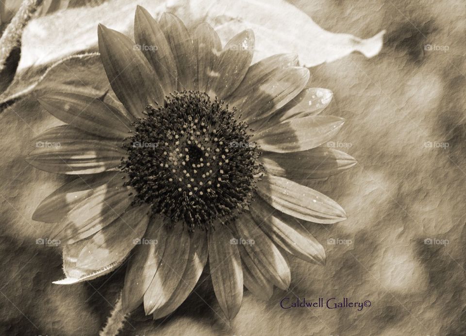 "Sunflower "