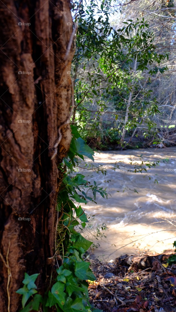 River flowing through forest, tree trunk wrapped with vines on the bank