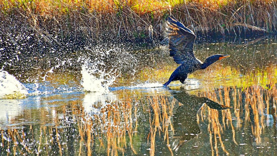 Cormorant taking flight 