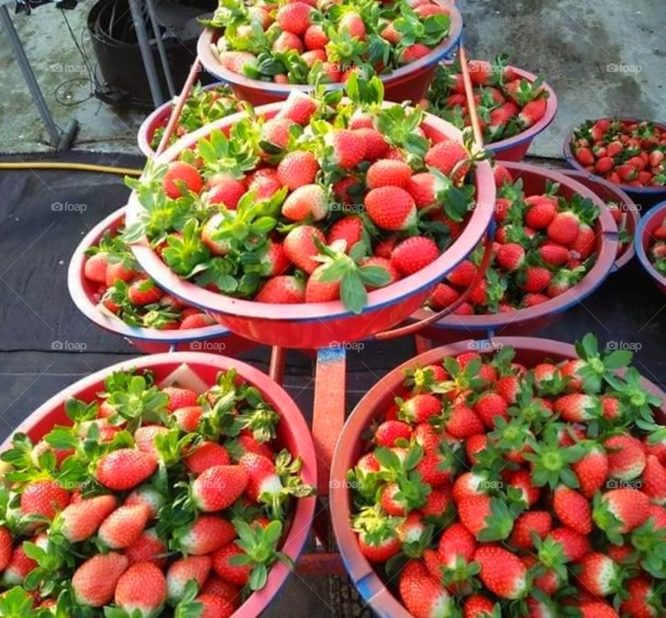 strawberry on the fram