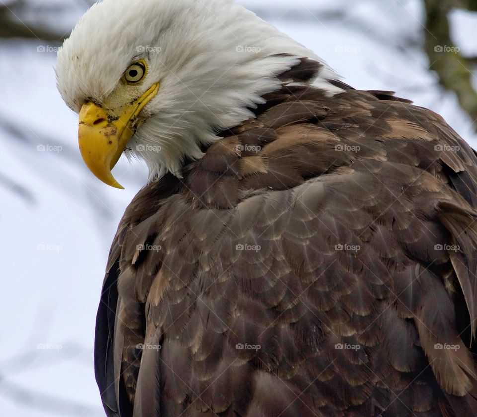 Bald eagle