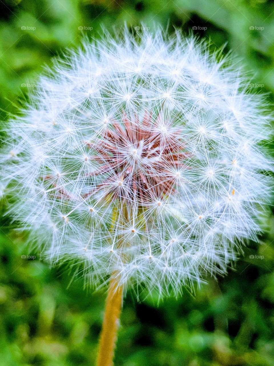 Dandelion