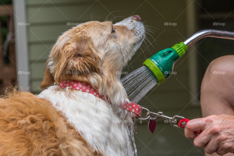 Horizontal closeup profile photo of the face and chest of a blonde border collie mix being bathed with a green hose sprayer