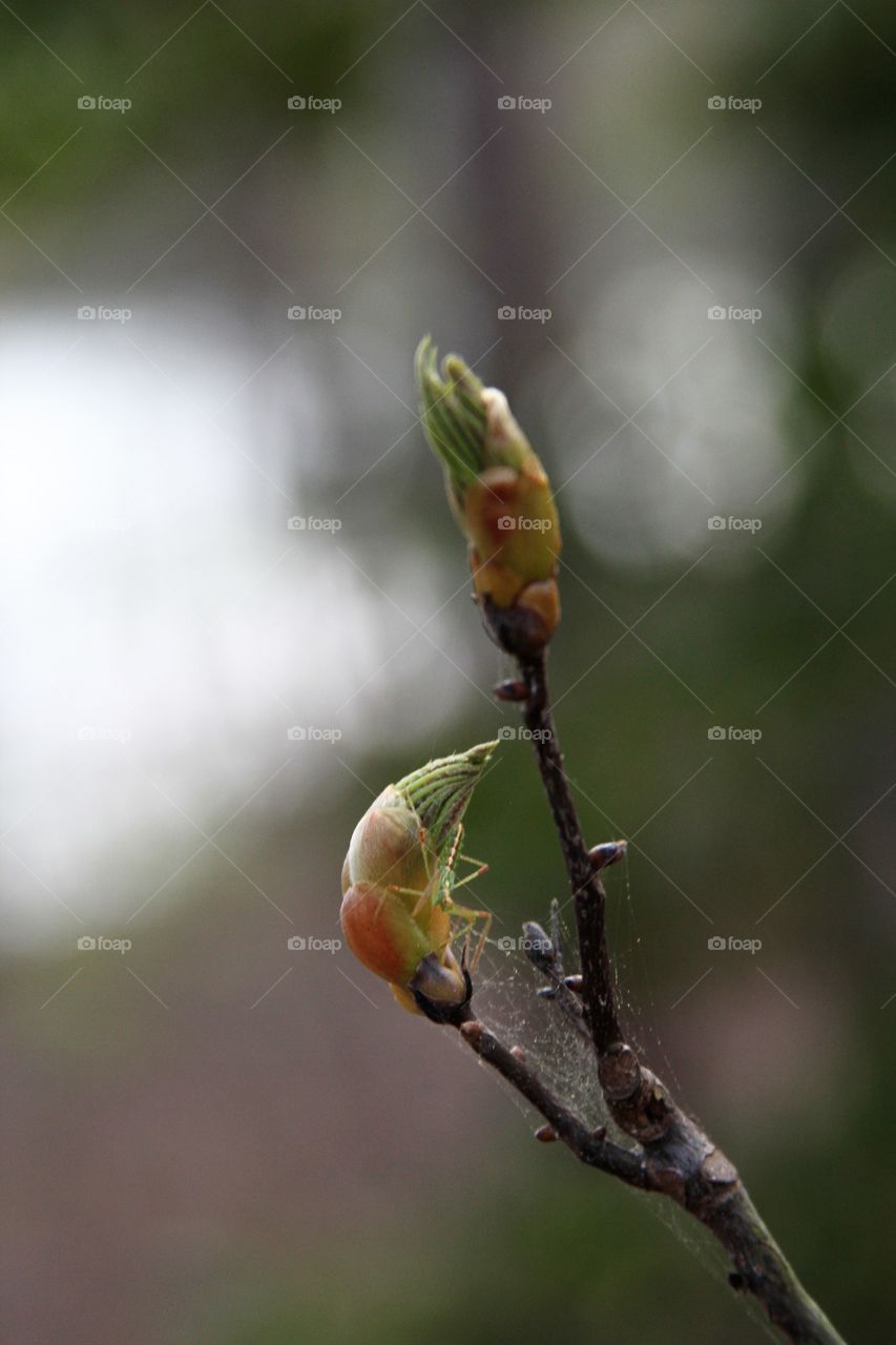 buds and a bug.