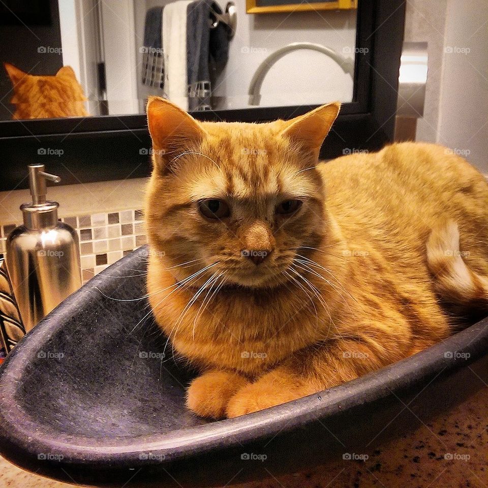 In the Sink 