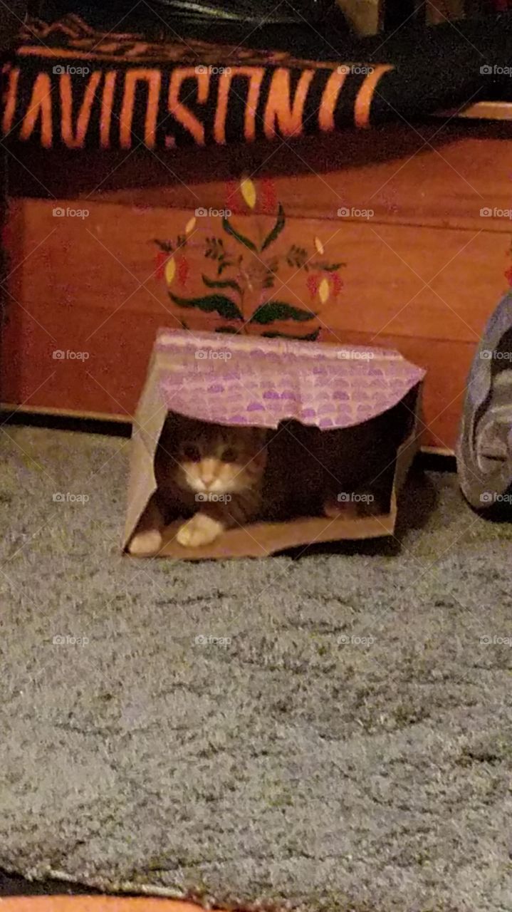 Don't let the cat out of the bag