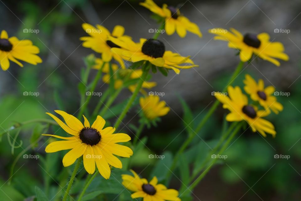 Black-Eyed Susans