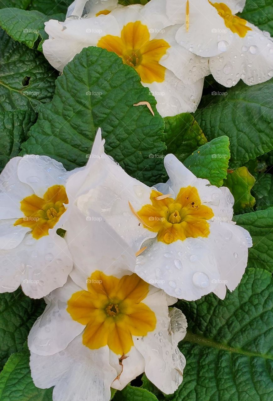 White Flowers in the Garden