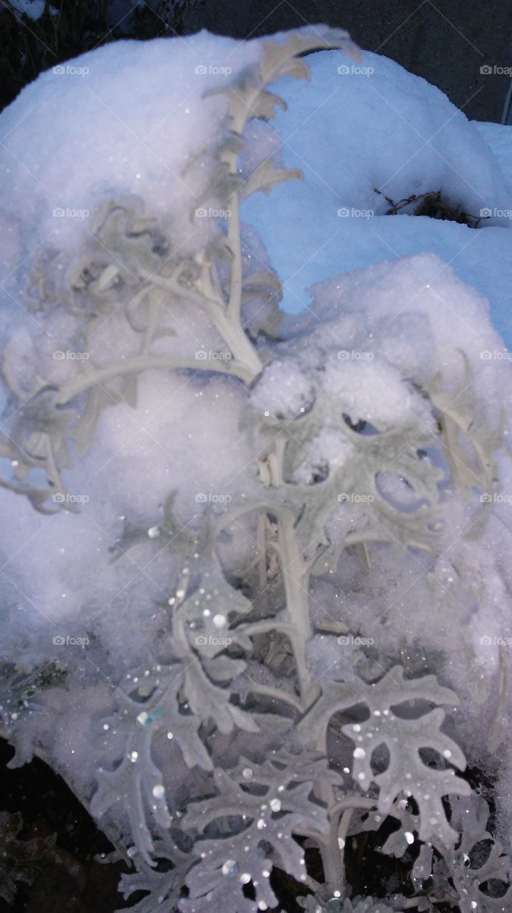 Frost, Frozen, Cold, Desktop, Abstract