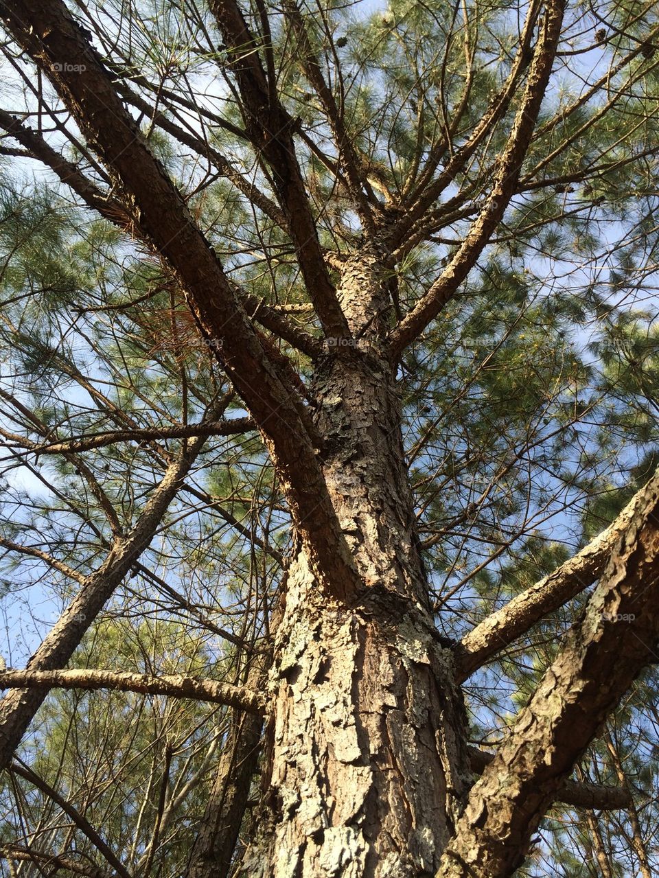 Georgia Pine