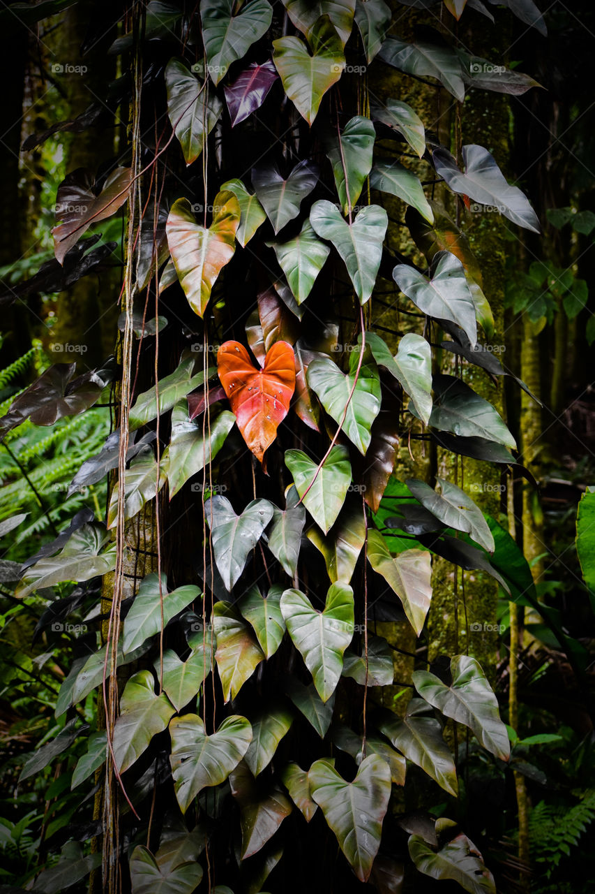 One orange leaf stands out in this sea of leaves and vines in the jungle