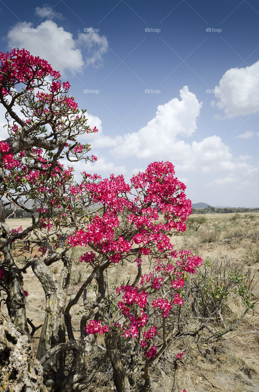 flowers red clouds vacation by nexussix