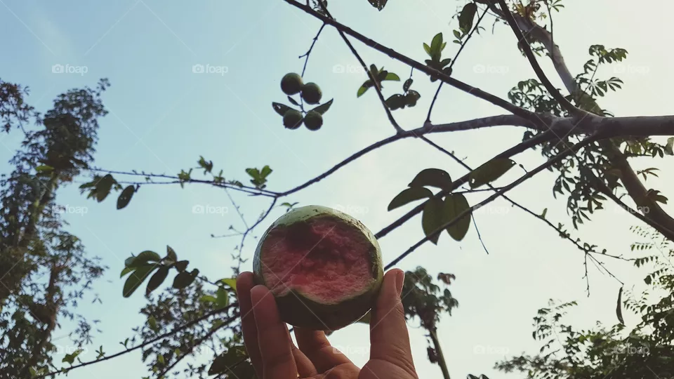 jambu merah