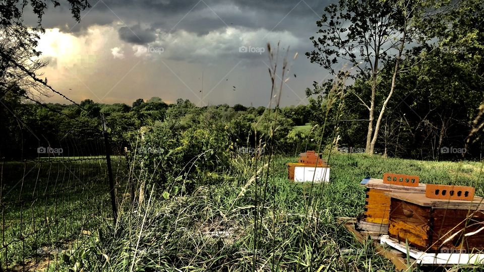 Apiary, beekeeping, beehives, Wood, wooden, grass, trees, fence, storm, clouds, sky, sun, darkness, 