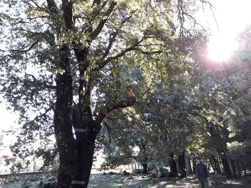 Trees and monkey