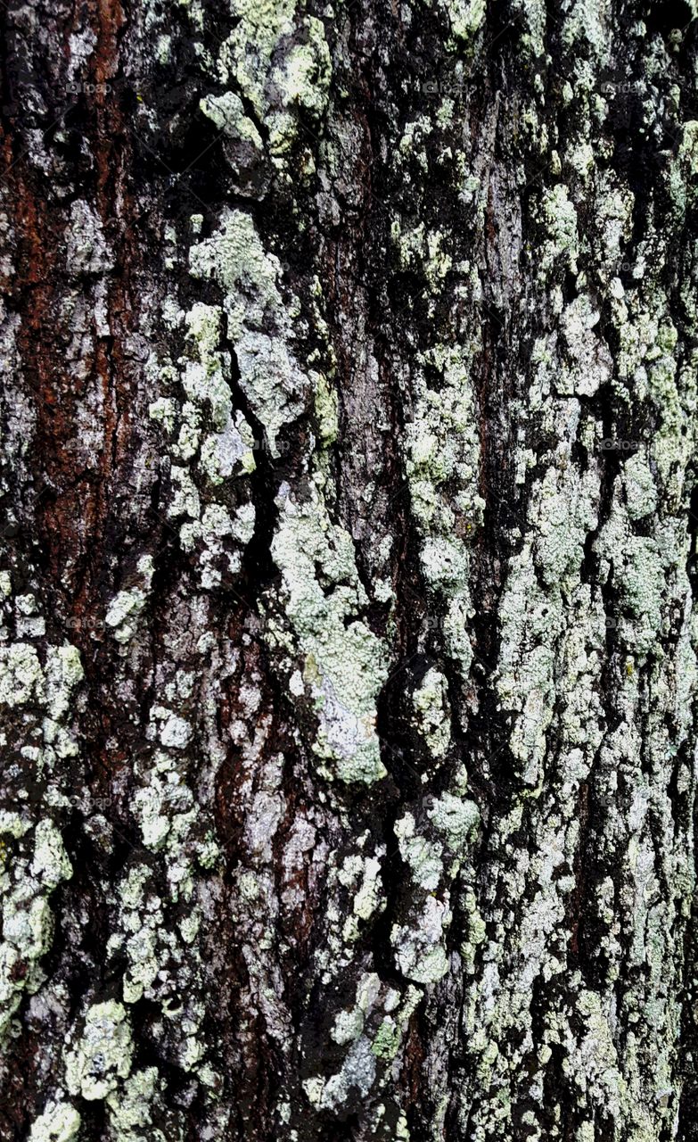 tree bark