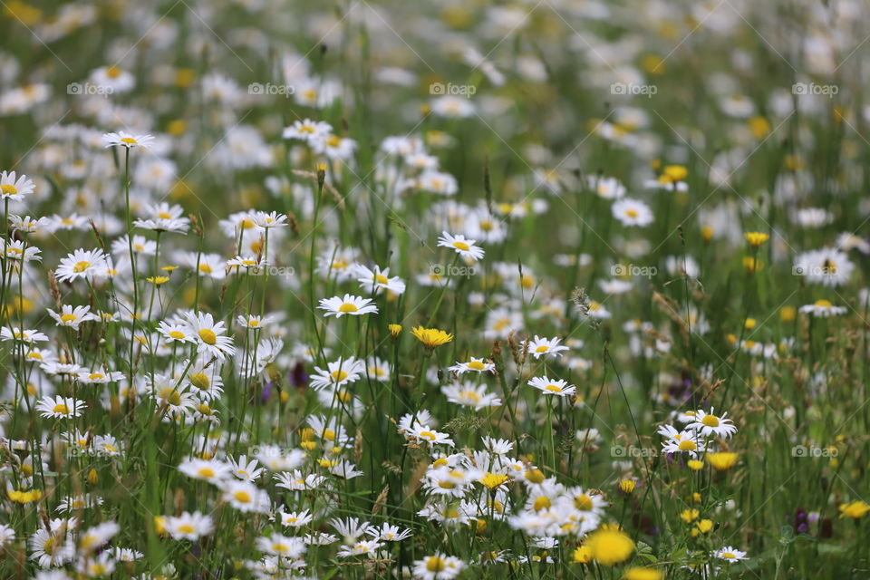 Wild flowers blooming in a field on summertime 