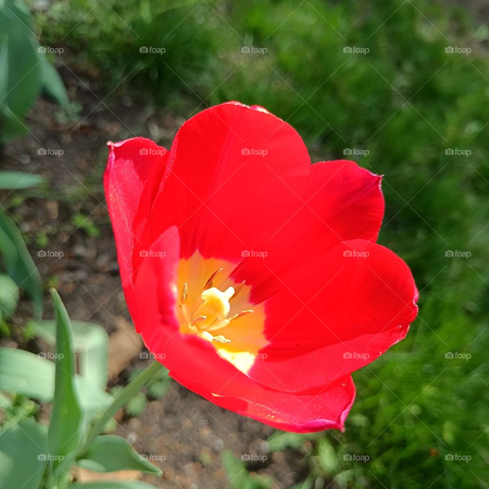 Red tulip