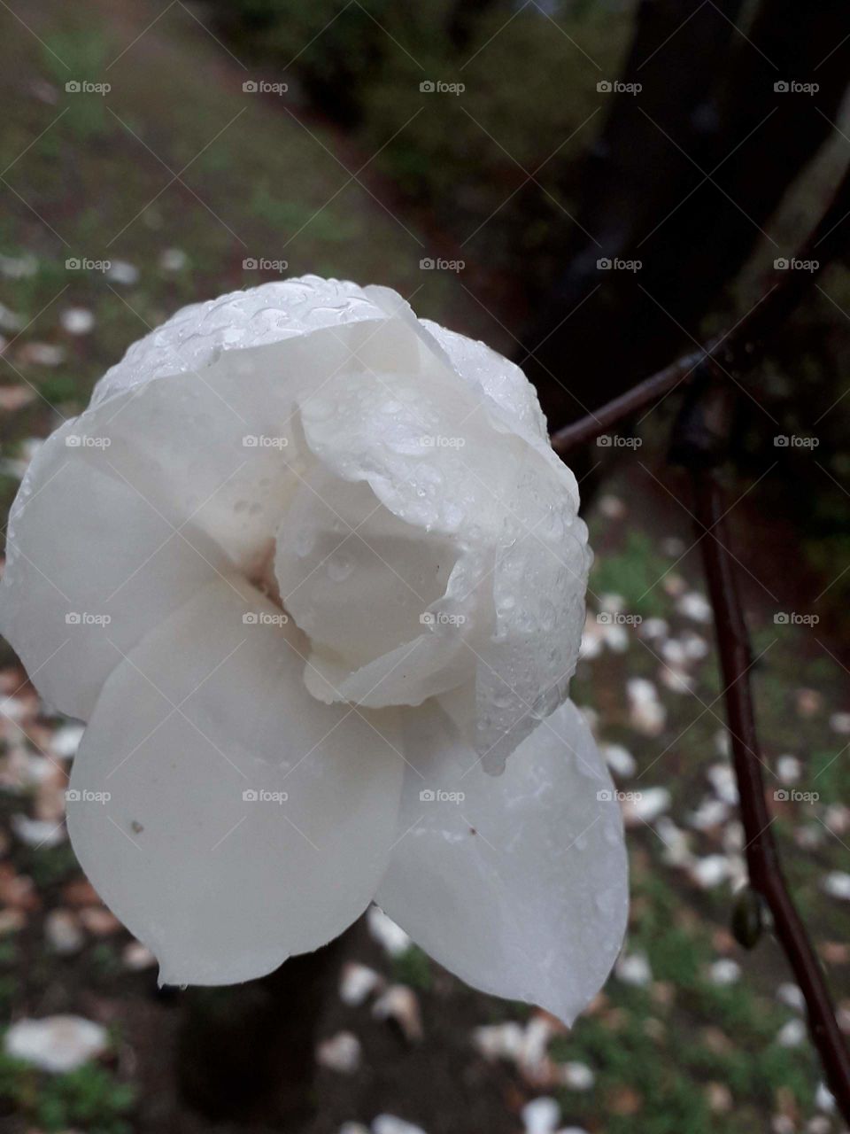 White flower in spring