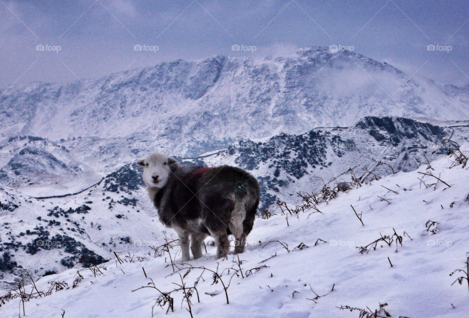 Close-up of sheep in winter