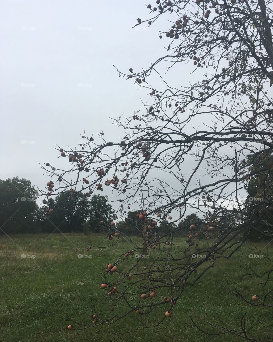 Persimmons harvest in autumn.