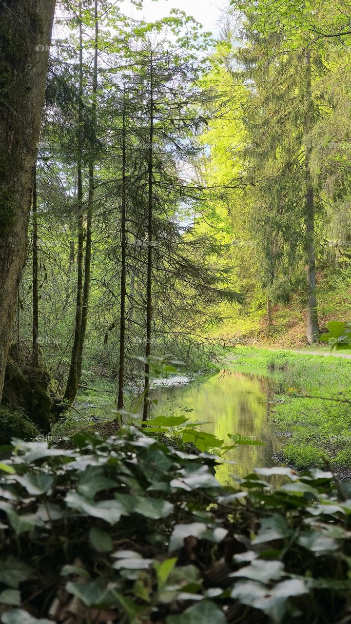 Peaceful forest stream in early spring - Germany
