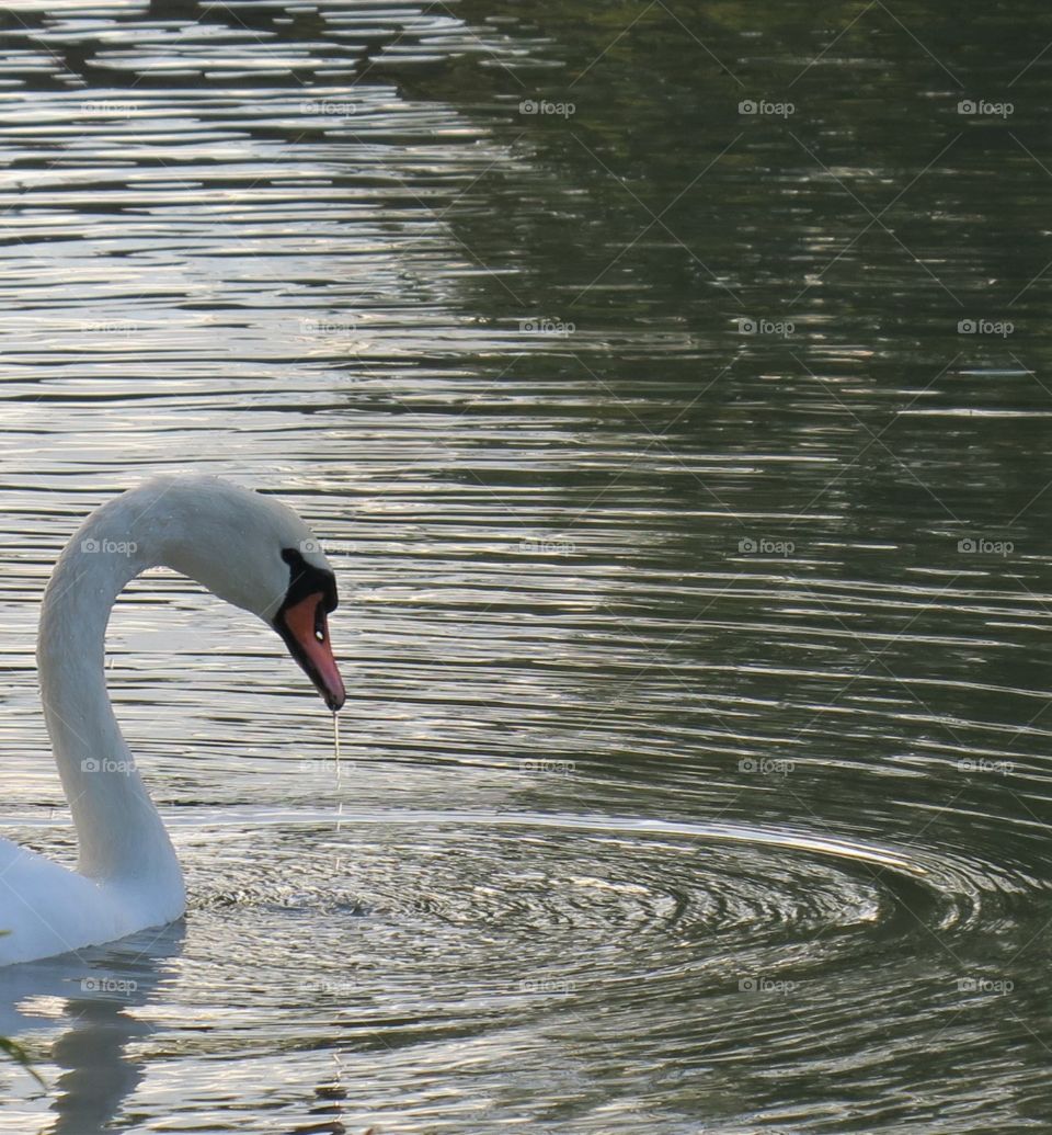 Swan