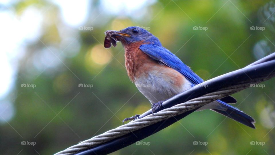 blue bird on power line with moth
