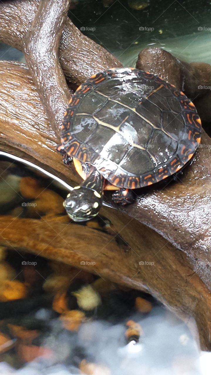 painter turtle. our family pet