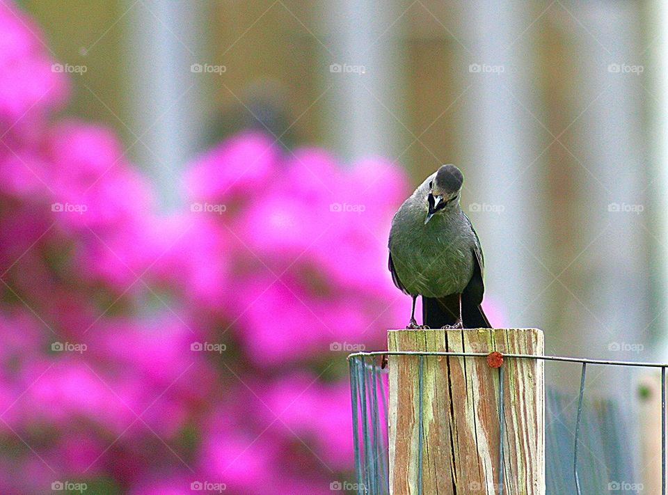 Ladies and Gentlemen, The Gray Catbird. Ladies and Gentlemen, The Gray Catbird