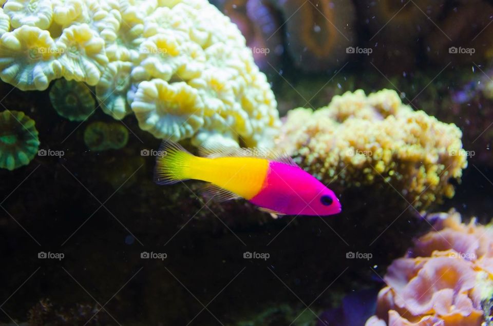 Pink and yellow fish