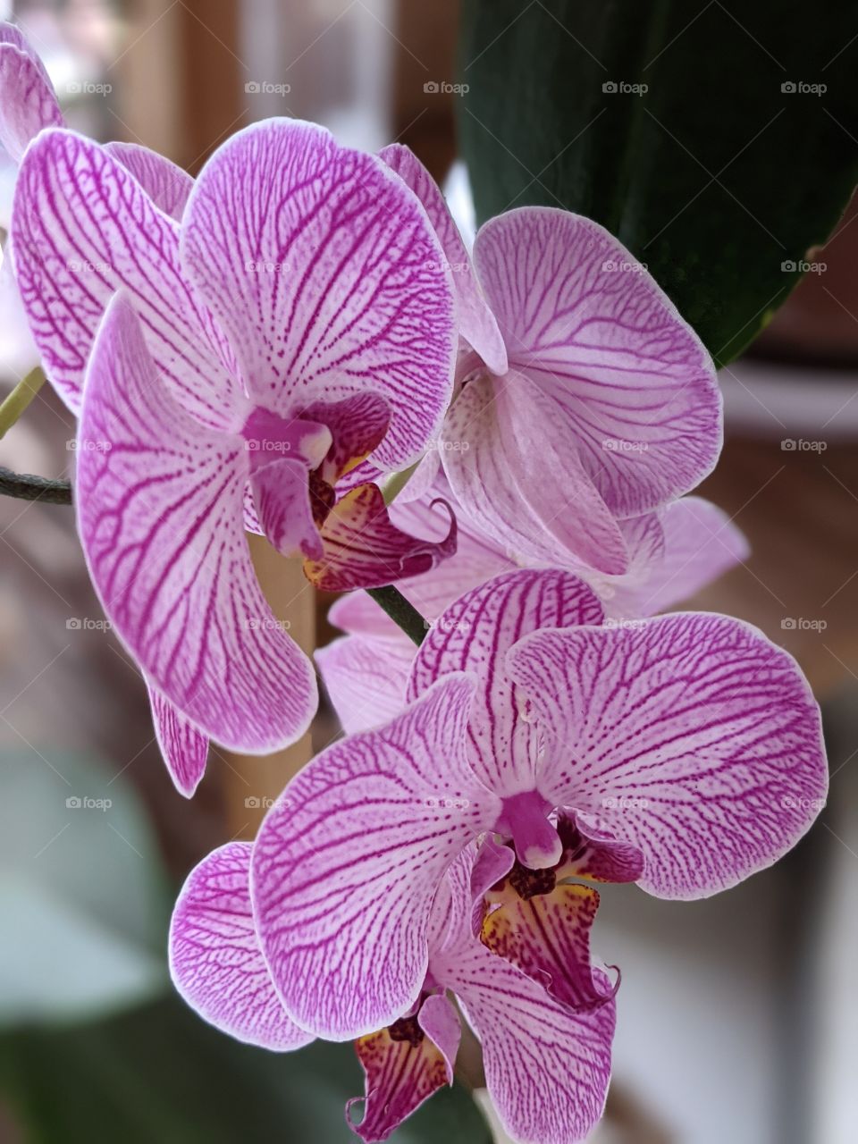 orchid