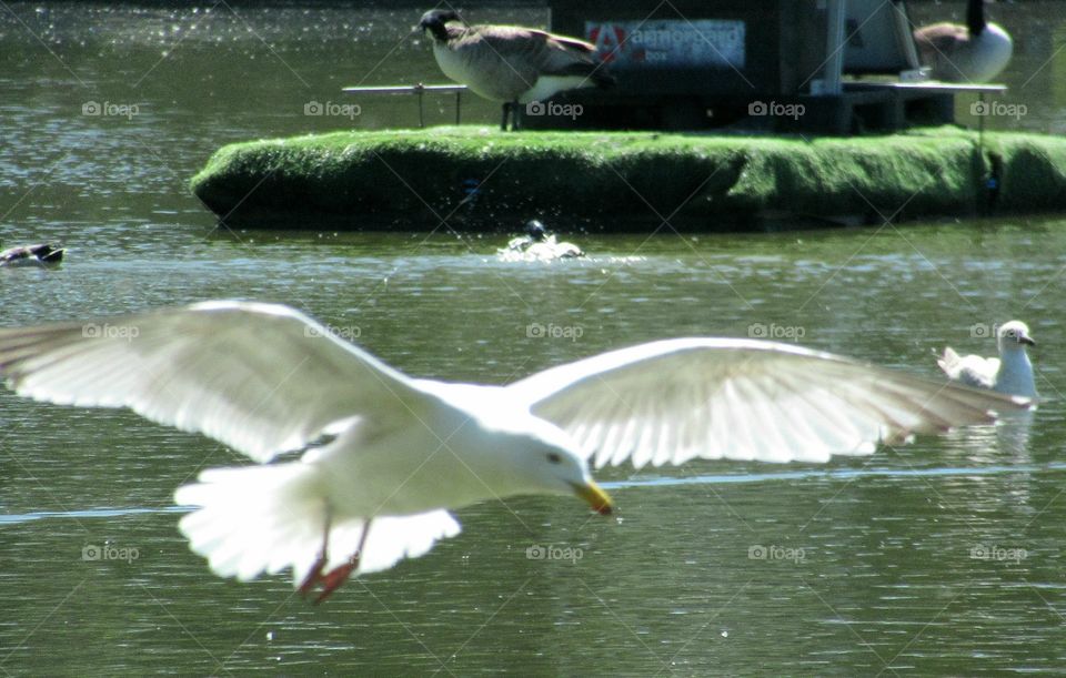 Seagull taking flight from lake