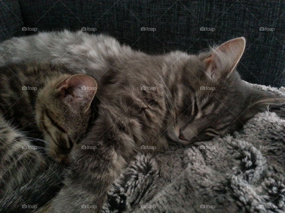 Two of our three cats Leo and Tusse. Both had a rough start living outdoors and not being cared for. We have adopted all cats and they are adorable both to people and to each other. 😻😻😻😻😻