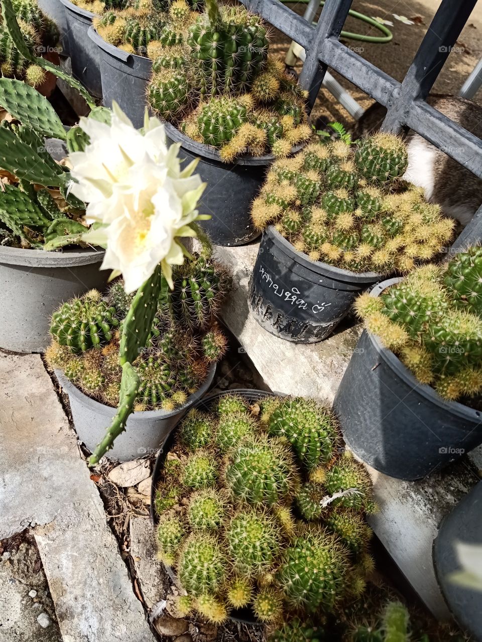 Beautiful Cactus Flower