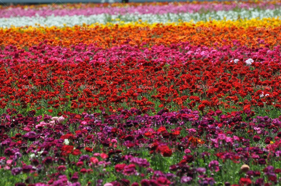 Flower fields 